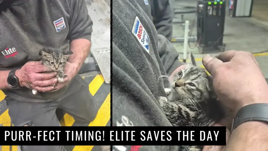 From Car Services to Kitten Rescues at Elite Garages Maidstone